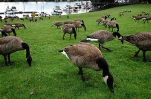 Geese, Riverside Park