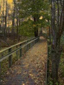 A walk through the park